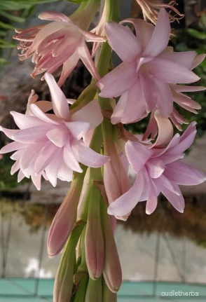 augmented_Polianthes tuberosa flower7_rotated_180.jpeg